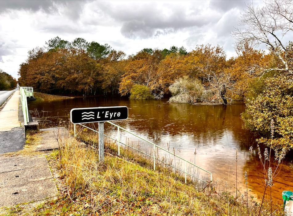 Au pont de Mesplet à Belin-Béliet, la Leyre déborde sur les environs./Photo Le Belinétois