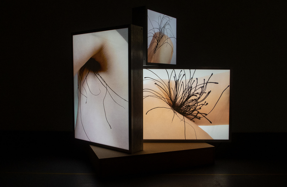 corona hair - digitalphotography on illuminated display, 70 x 100 cm, 2021