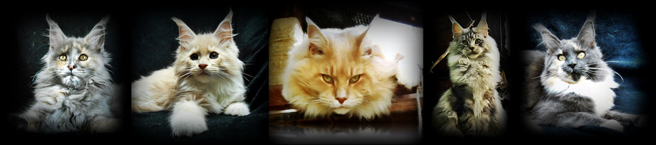rangeleylakes-mainecoons Webseite!