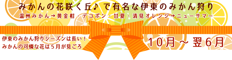 みかんの花咲く丘♪で有名な伊東のみかん狩り（10月～翌6月）