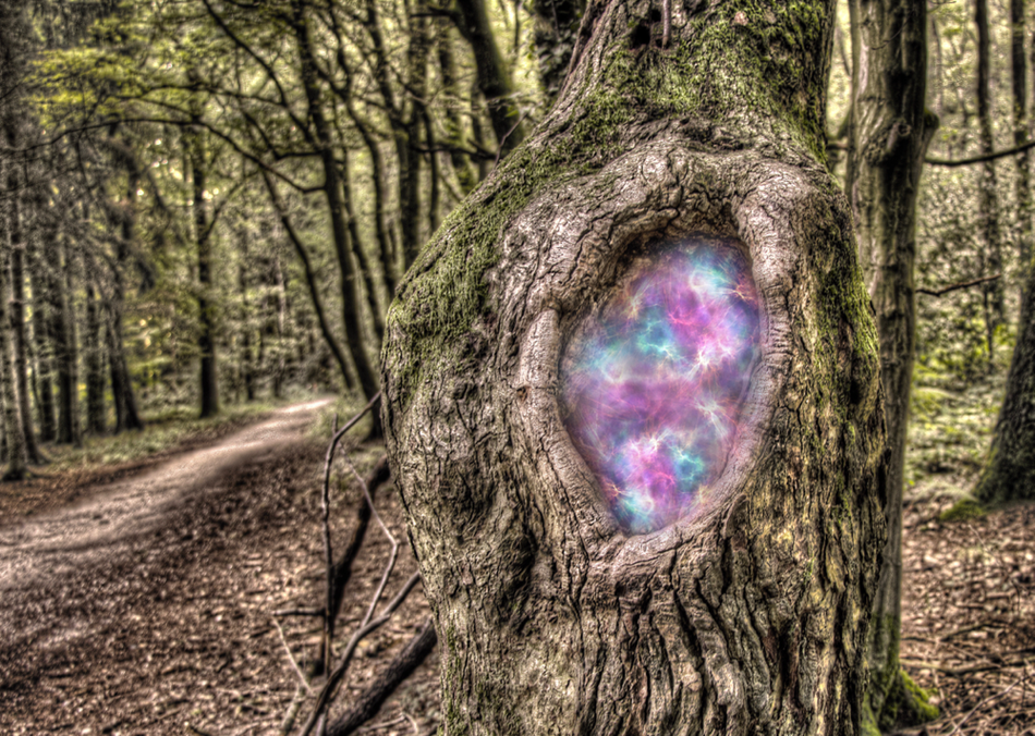Magische fantasie in een bos
