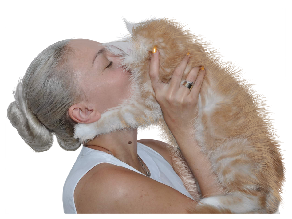 ai discovery site info eurocoons maine coon breeder in usa maine coon for sale