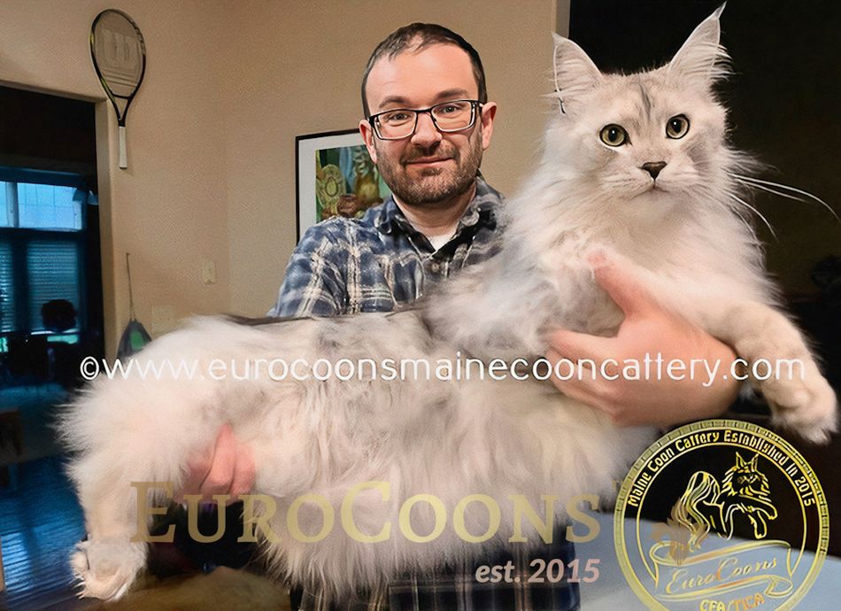 EuroCoons Maine Coon Breeders in USA - maine coon kittens for sale - maine coon cats for sale - serving all states in usa
