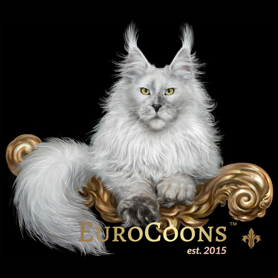 Maine Coon Kittens for Sale - Maine Coon Cats for Sale - European Maine Coon Kittens For Sale - EuroCoons Maine Coon Breeders