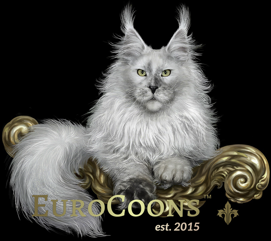 Maine Coon Kittens for Sale - Maine Coon Cats for Sale - European Maine Coon Kittens For Sale - EuroCoons Maine Coon Breeders