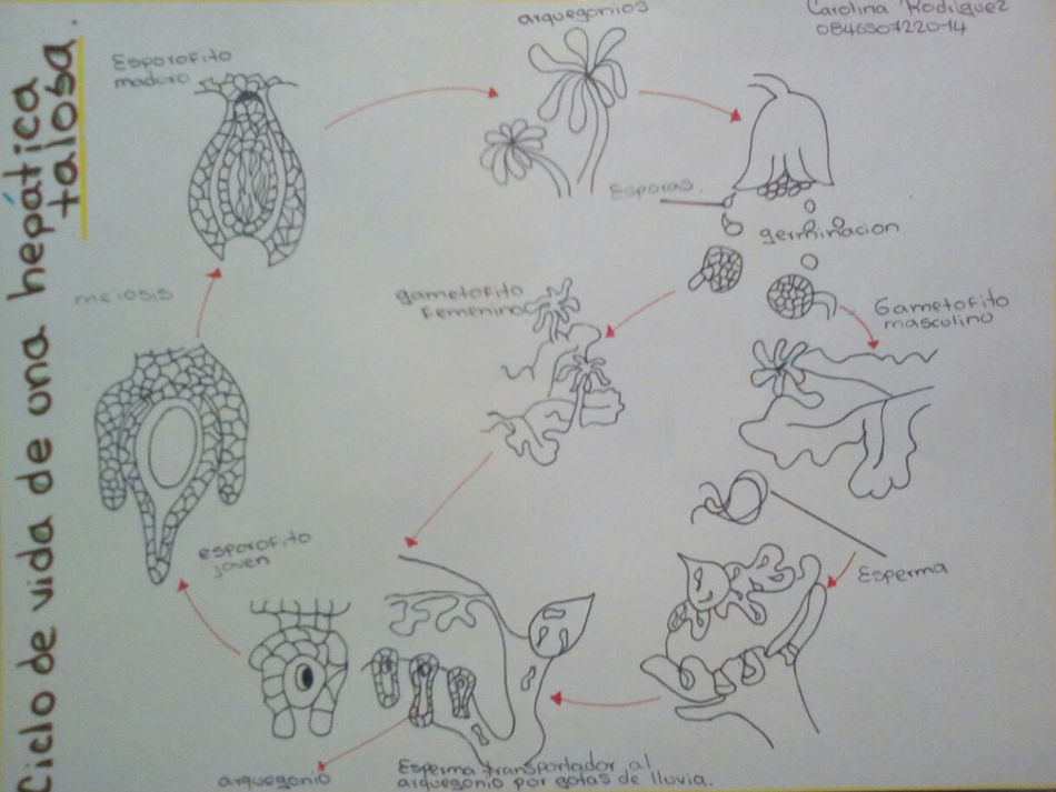 ciclo de vida de la hepática
