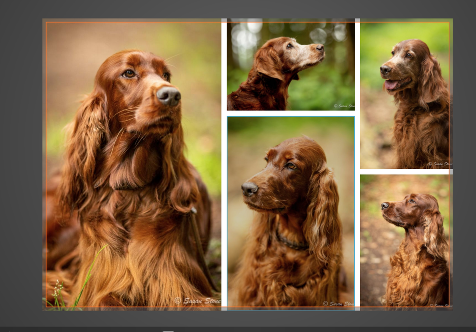 Das Ergebnis eines Foto-Shootings mit den "Spirit of Indian Summer" Irish Setter aus dem Berner Oberland. 