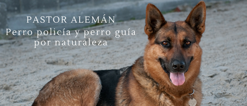 pastor alemán razas de perros