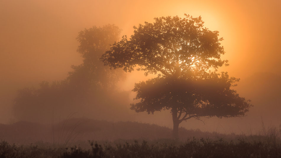 Zonsopkomst Gasterse Duinen © Jurjen Veerman