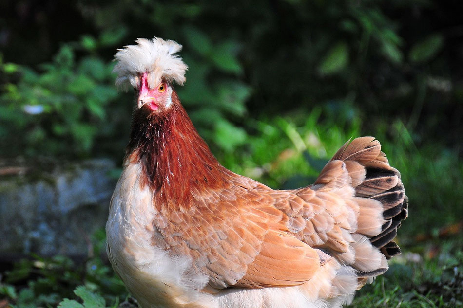 Hühner - Großrassen - werners-arches Webseite!