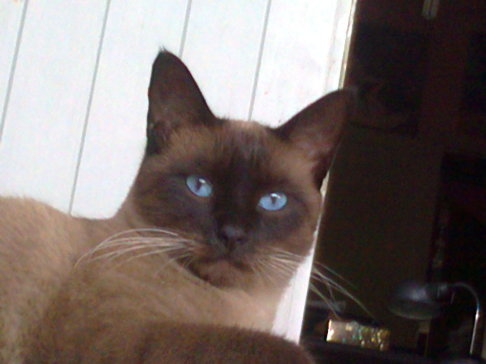 BAINJO, il mio gatto