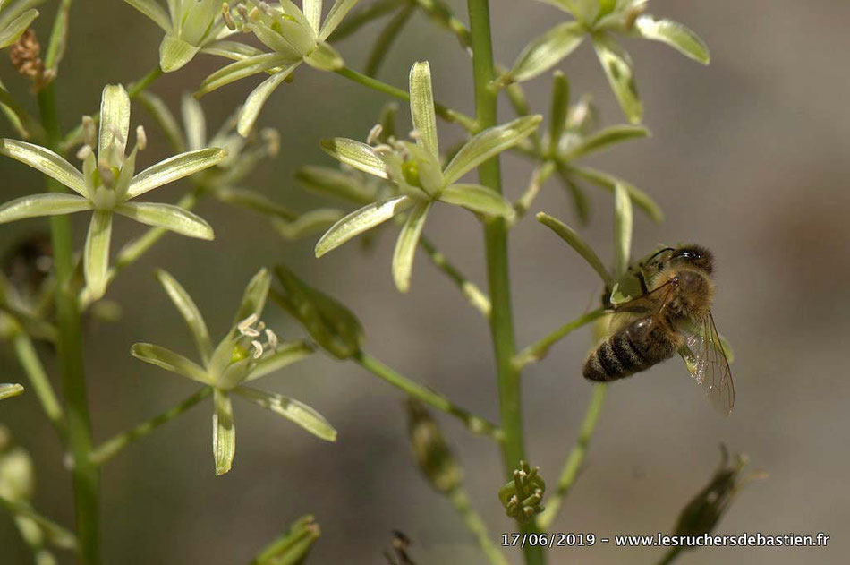 Insecte Apis mellifera sur fleur de Loncomelos pyrenaicus Ventalon en Cévennes