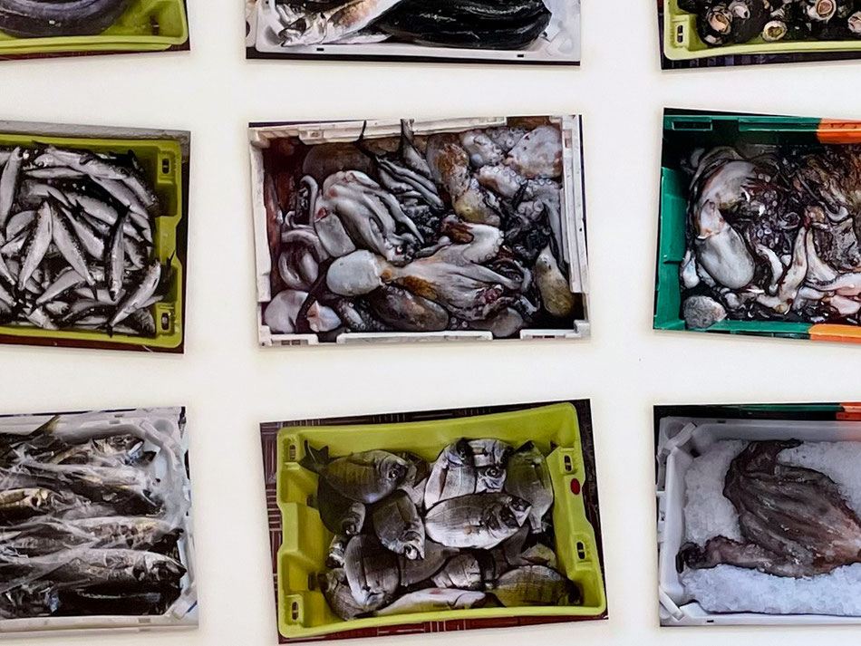 Onomato, Kunst Düsseldorf, Galicien, Meerestiere, Kunst, Ute Bartel, Aus den Angeln, 2024, 12-teilig