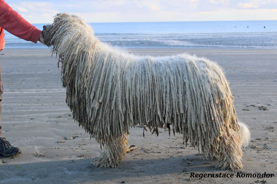 Coat Maintenance of a komondor rastacekomondors