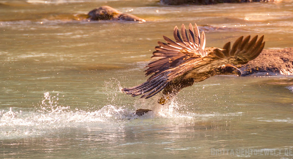 seeadler, weisskopfseeadler, wildlife, safari, bear, viewing, exkursion, chilkoot, river, alaska