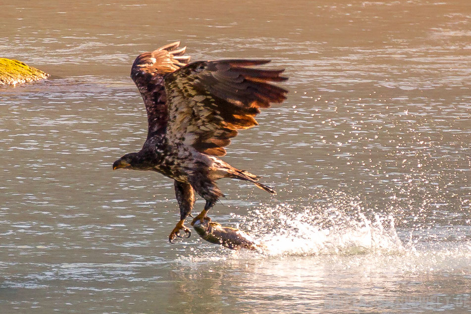 seeadler, weisskopfseeadler, haines, chilkoot, river, alaska, exkursion, lachs, lachsfang