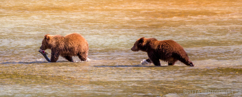 grizzly, bären, wildlife, safari, bear, viewing, exkursion, chilkoot, river, alaska