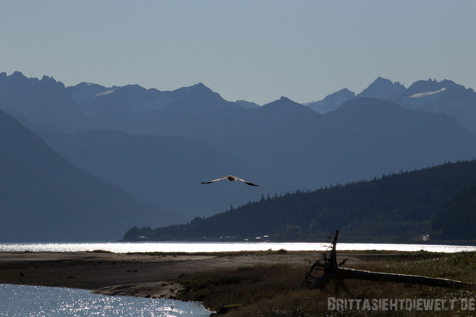 seeadler, weisskopfseeadler, haines, chilkoot, river, alaska, exkursion, lachs, lachsfang