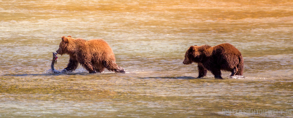 grizzly, bären, cubs, bärenjunge, haines, chilkoot, river, alaska, exkursion, lachs, lachsfang