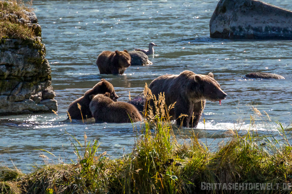 grizzly, bären, cubs, bärenjunge, haines, chilkoot, river, alaska, exkursion, lachs, lachsfang