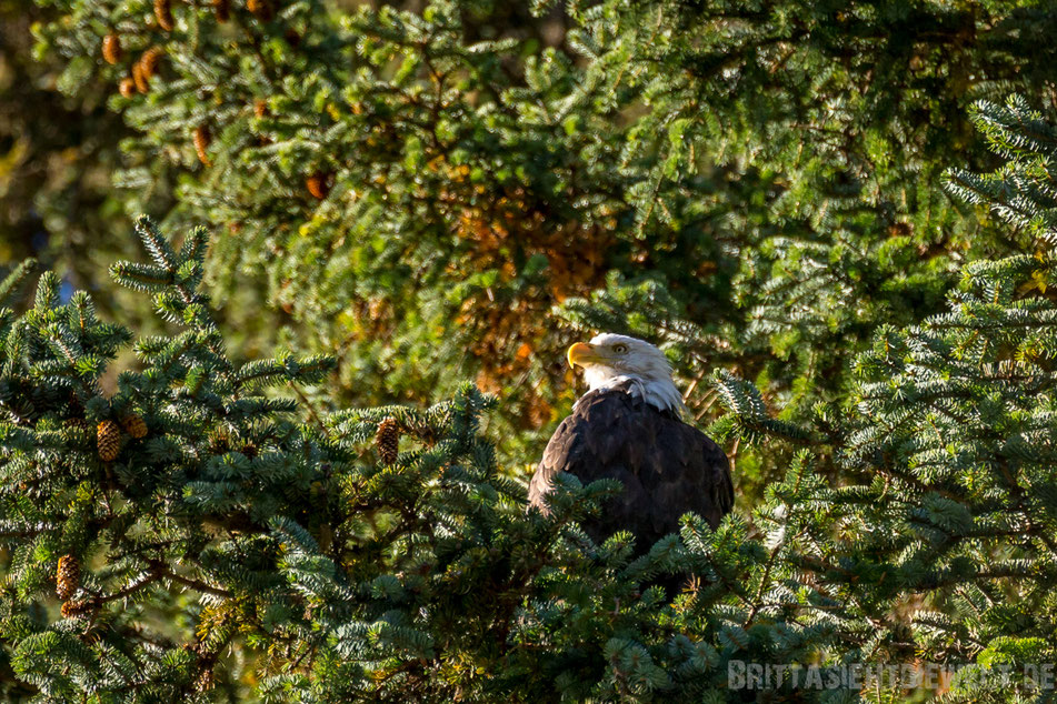 seeadler, weisskopfseeadler, haines, chilkoot, river, alaska, exkursion, lachs, lachsfang