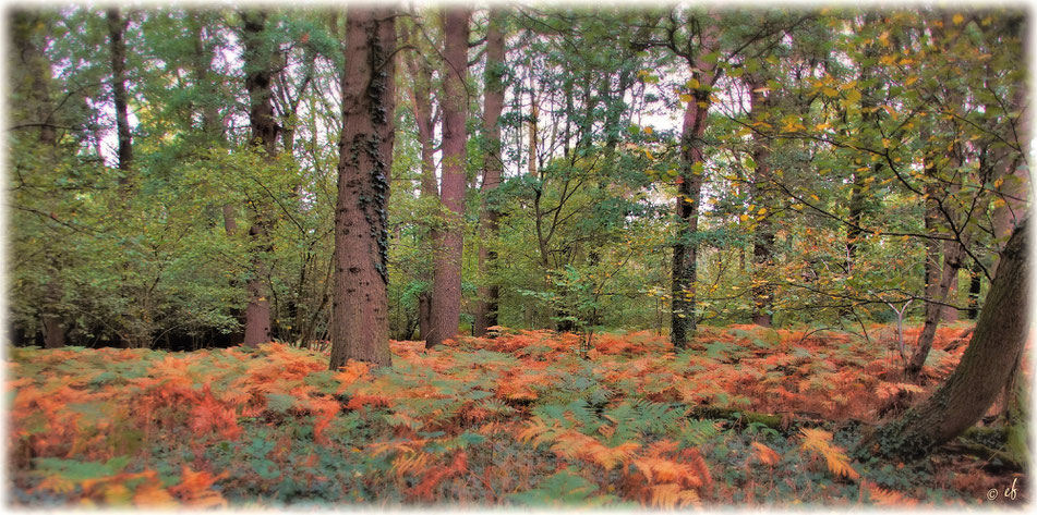 Der Adlerfarn sorgt im Herbst für einen farbenprächtigen Waldboden