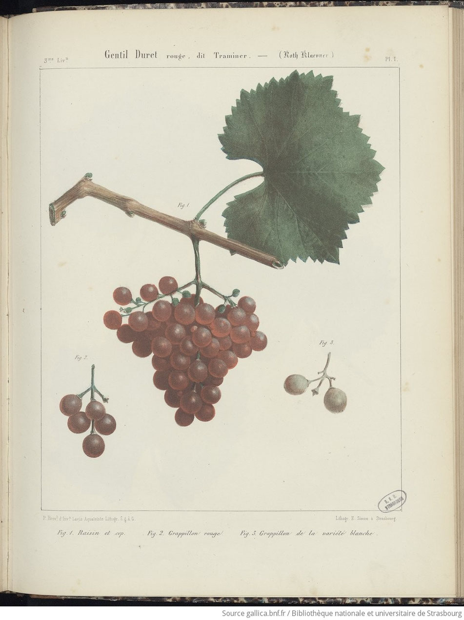 Jean-Louis Stoltz (1777-1869) "Ampélographie rhénane" 1852 nomme le Gewurtraminer le Gentil Duret dit Traminer rouge
