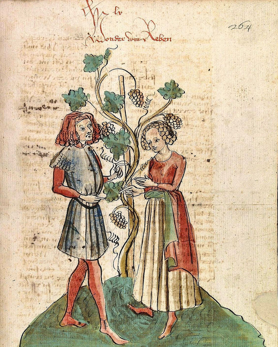 Von der Win Reben,
Konrad von Megenberg,
Das Buch der Natur - Atelier Diebold Lauber, Haguenau , Alsace 1442-1448 lien :https://doi.org/10.11588/diglit.2205#0555