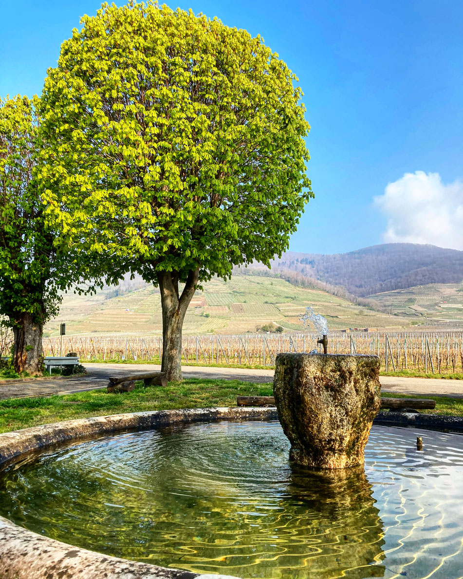 Le Grand Cru Schlossberg. et le Kirrenbourg - Kaysersberg et Kientzheim en Alsace - photographie : Caroline CLAUDE-BRONNER