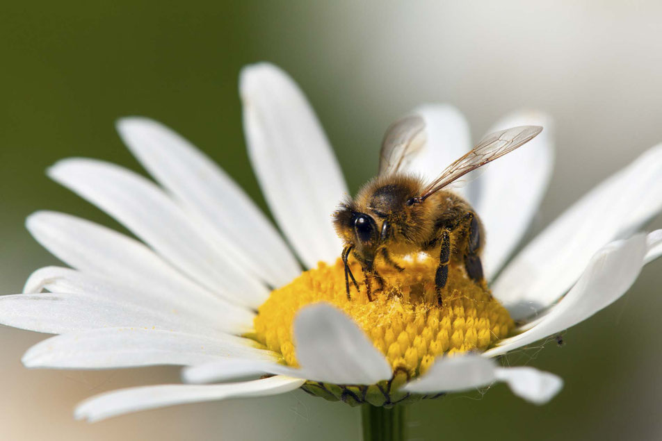 Honig Gabee Imkermeisterbetrieb