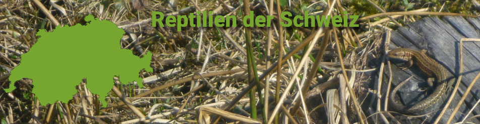 Reptilien der Schweiz