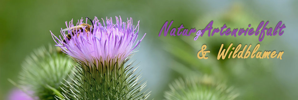 Pflasterrasen, Schotterrasen - Naturgartenvielfalt mit Naturgartenfotos