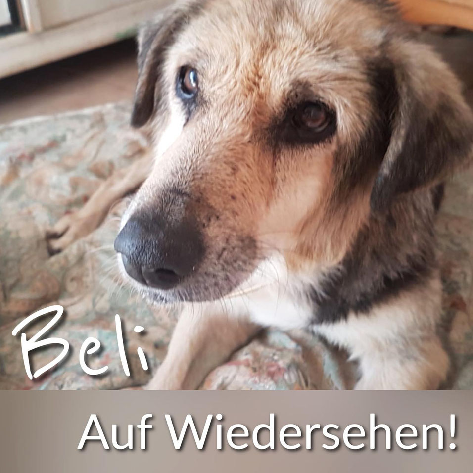 Beli - Leben für Streuner e.V.