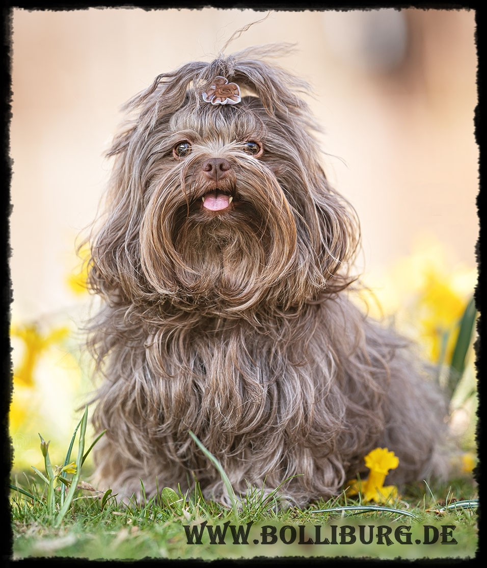 Talisman Zapada Kleopatra - Bolonka Zwetna Züchter Baden- Württemberg ...