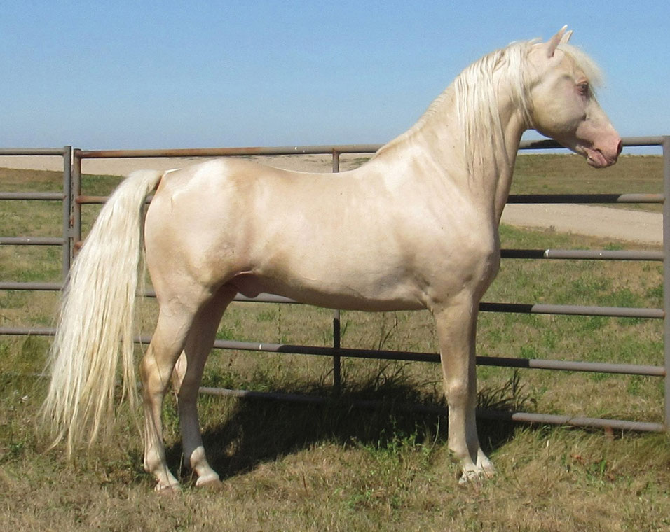 Foundation Horse Breeding Stallions