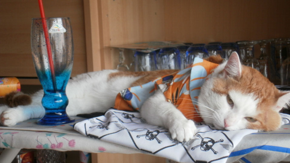 Ihre Katze bekommt bei uns kein Cocktail, aber Katzenfutter und Leckerlies