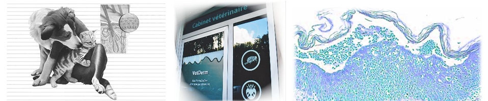 Cabinet VetDerm