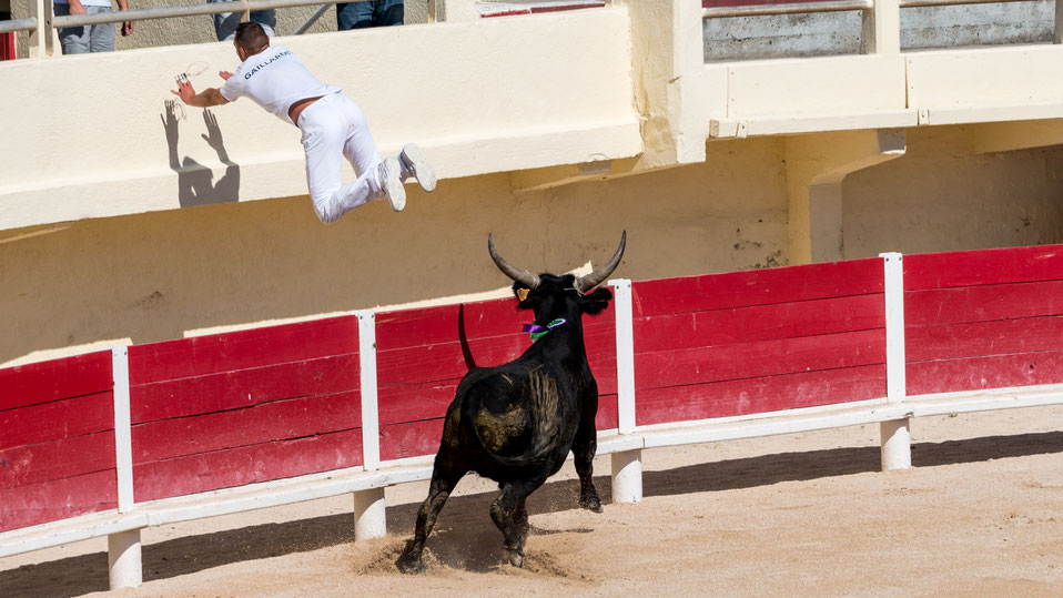 Bull chasing a raster of the arena during Course Camarguaise