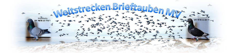 weitstreckenbrieftauben mecklenburg vorpommern.jimdo.com