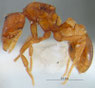 Pyramica membranifera