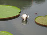 インドネシア　ボゴール植物園