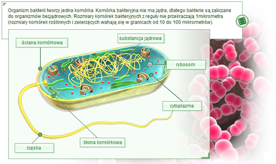 Porównanie Komórki Roślinnej I Zwierzęcej porównanie komórki roślinnej i zwierzęcej - Strona internetowa chemologia!