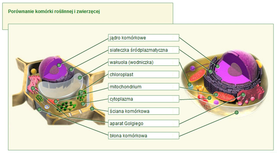 Napisz Która Cecha Budowy Wyróżnia Komórki Bakterii Wśród Innych Komórek
