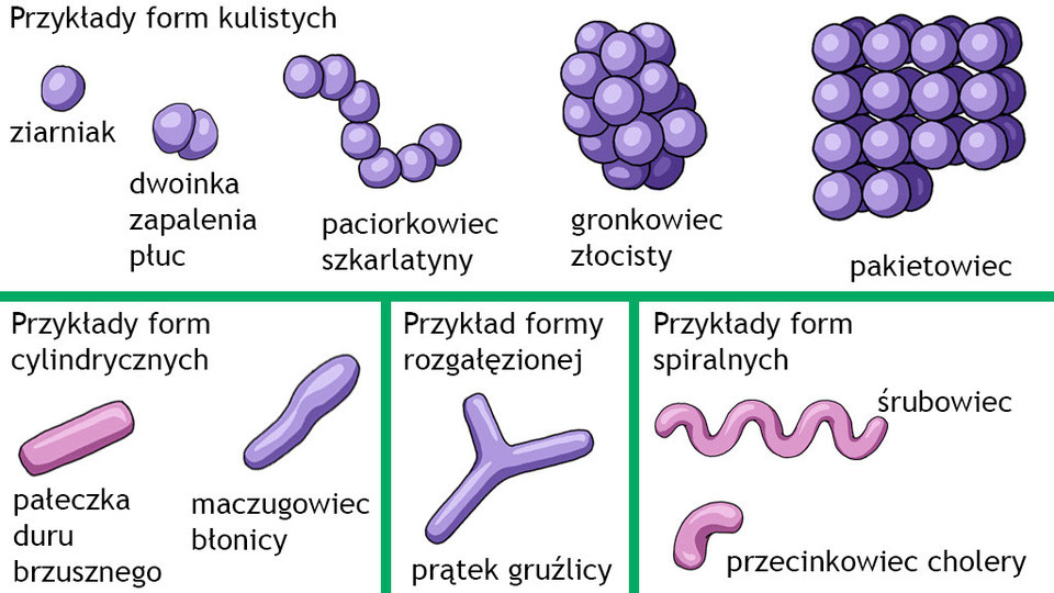 Porównanie Komórki Roślinnej I Zwierzęcej porównanie komórki roślinnej i zwierzęcej - Strona internetowa chemologia!