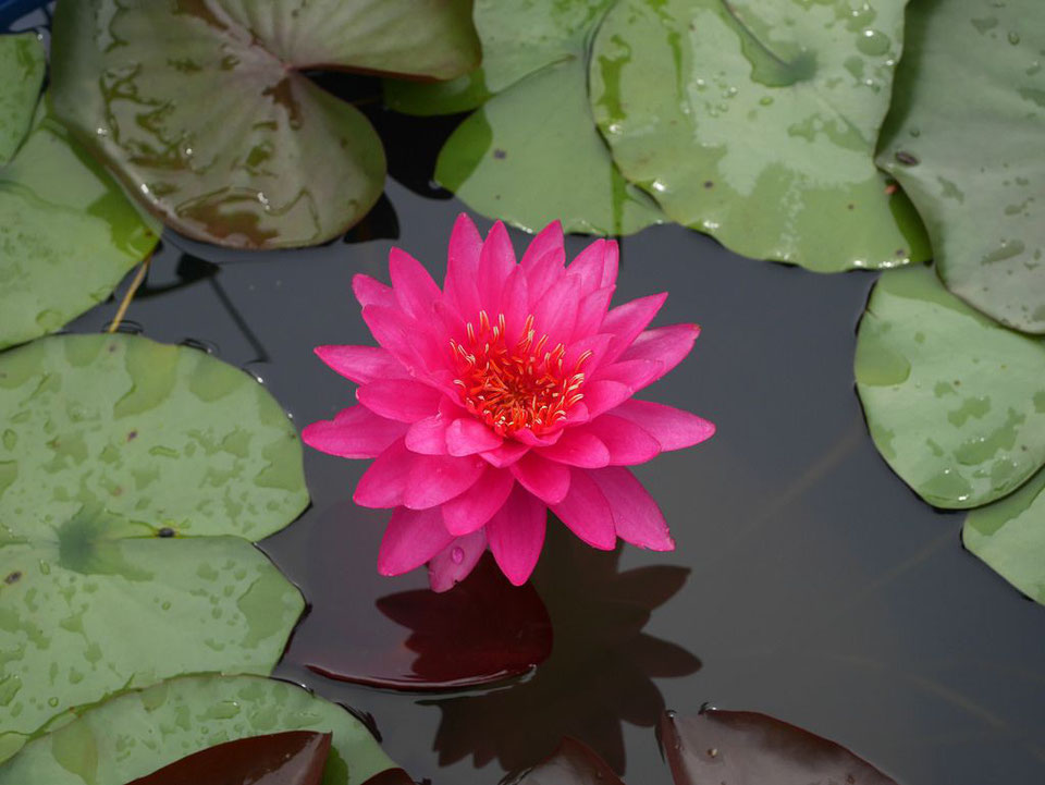 Winterharte Seerose Nymphaea Razzberry kaufen - Lotusland | Seerosenfarm