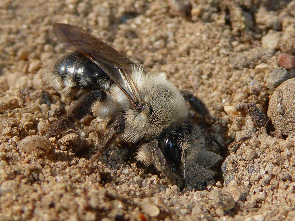 Eine weitere Wildbienenart: Die Sandbiene (NABU/C.Pusch)