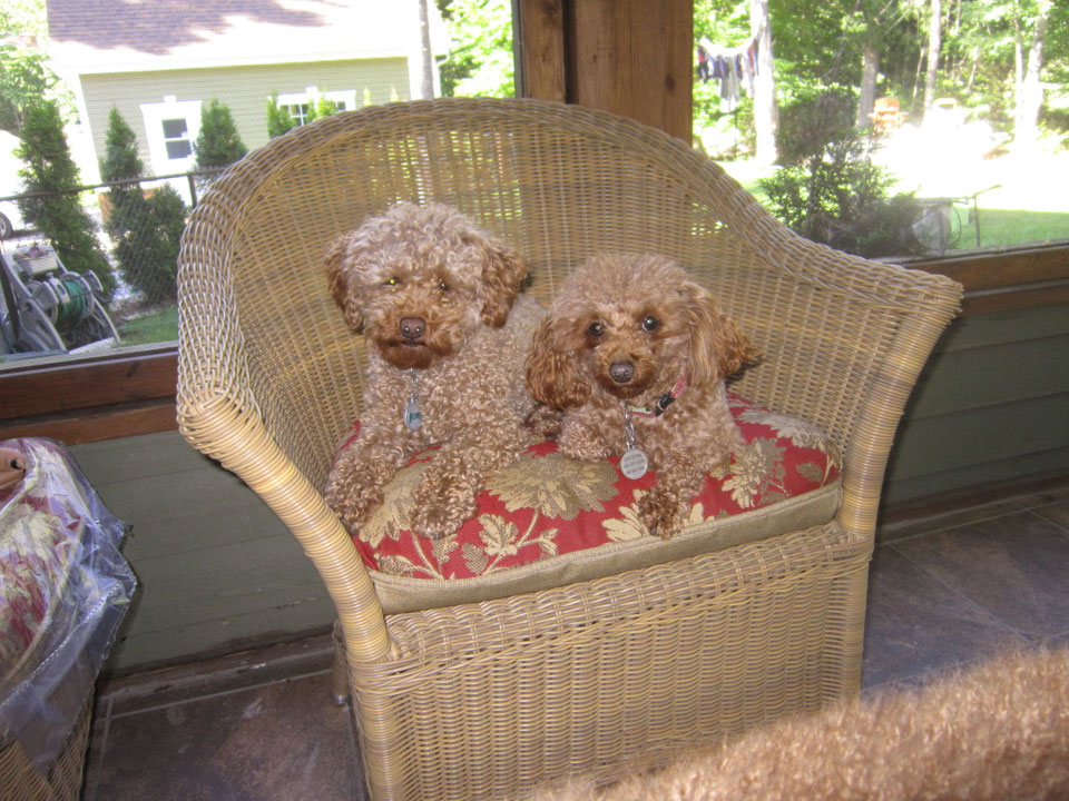 Éleveur de chien, chiot caniche tiny toy, Goldendoodle (doodle) petit