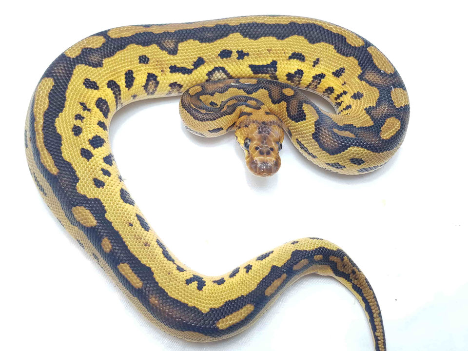 5 tips you should use to handle ball pythons properly ProHerper