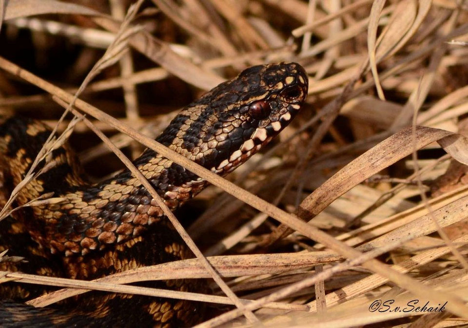 Een addertje onder het gras Natuurfotografie