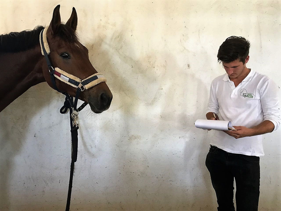 Was kann ein unpassender Sattel alles bewirken? - Pferdeosteopathie ...